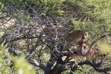 Leopard in a tree with a kudu kill, Pilanesberg National Park, South Africa 