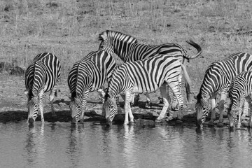 Fototapeta na wymiar Plains Zebra drinking water, Pilanesberg National Park, South Africa