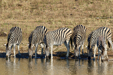 Fototapeta na wymiar Plains Zebra drinking water, Pilanesberg National Park, South Africa