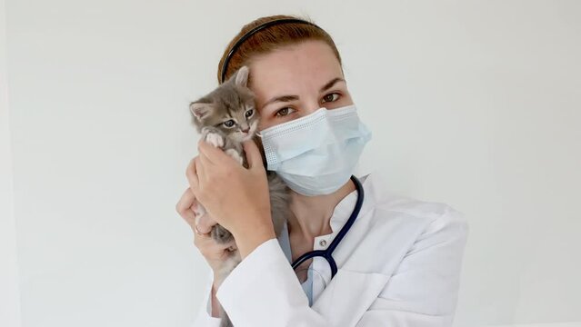 Striped gray cat in doctor hands. Kitten vet examining. Kitten pet check up, vaccination in veterinarian animal clinic.Health care domestic animal. Long Web banner Copy space. High quality 4k footage