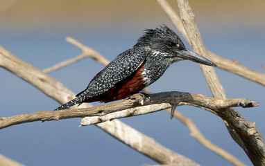 Giant Kingfisher, Pilanesberg National Park, South Africa