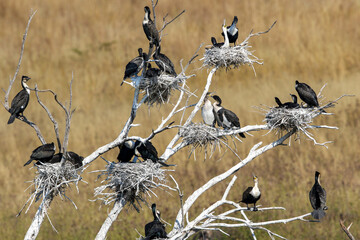 Nesting White-breasted Cormorant, Pilanesberg National Park, South Africa