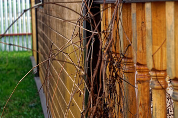 dry branches of grapes in the spring