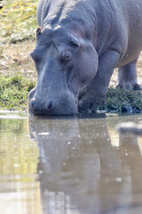 Fototapeta na wymiar Hippo or Hippopotamus, Pilanesberg National Park, South Africa