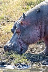 Hippo or Hippopotamus, Pilanesberg National Park, South Africa