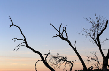 Dry branches seen at sunset