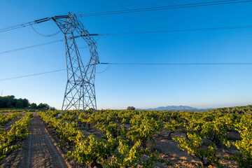 Obraz premium Tower of high-voltage cables between fields of vineyards in the Subirats region in the Penedes denomination of origin area in Barcelona