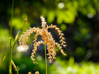 A closeup shot of wheat ears and buds against sunlight. Uttarakhand India.