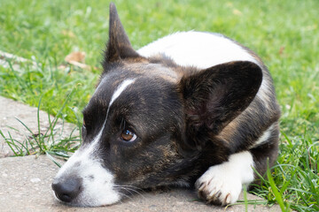 cute corgi cardigan is lying on the grass in summer