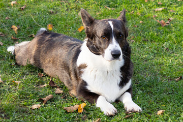 cute corgi cardigan is lying on the grass in summer