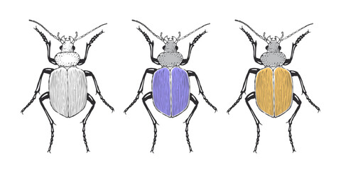 Exotic beetles. Hand drawn sketched Beetle. Doodle beetles. Vector illustration © Роман Ярощук