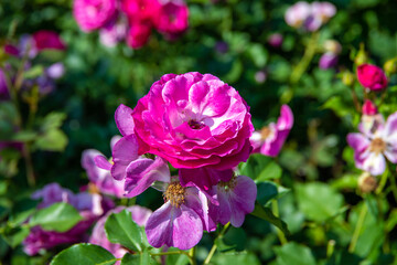 아름다운 분홍색 장미 정원, 클로즈 업