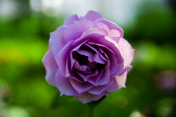 아름다운 보라색 장미 정원, 클로즈 업