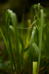 drop of water on the grass after the autumn rain