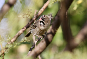 Scaly-feathered Finch, Pilanesberg South Africa, South Africa