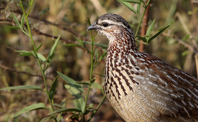 Crested Francolin, Pilanesberg National Park, South Africa 