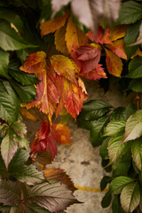 Autumn background. Red and green autumn leaves background