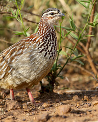 Crested Francolin, Pilanesberg National Park, South Africa 