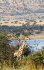 Giraffe in Pilanesberg National Park, South Africa