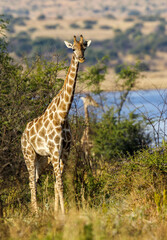 Giraffe in Pilanesberg National Park, South Africa