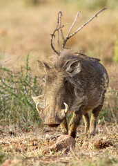 Naklejka na ściany i meble Warthog, Pilanesberg National Park, South Africa