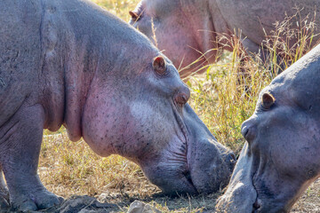 Hippopotamus, Pilanesberg, South Africa6