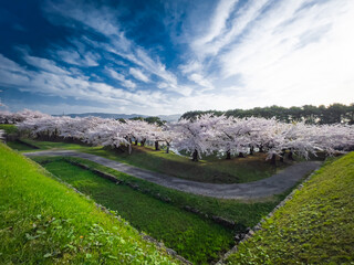 Hakodate Goryokaku Park with cherry blossoms in full bloom