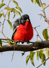 Crimson Breasted Shrike, Pilanesberg National Park, South Africa