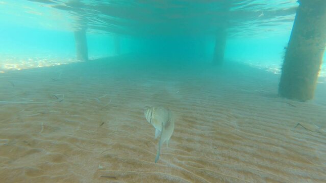 Fish swimming underwater in Cyprus sea