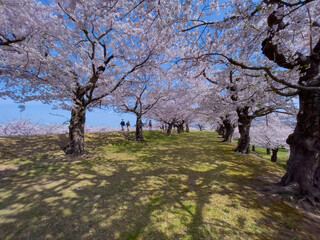 A park with rows of cherry blossom trees in full bloom