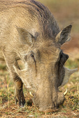 Naklejka na ściany i meble Warthog feeding on roots, Pilanesberg National Park, South Africa