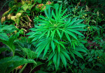 Marijuana plant growing in the garden