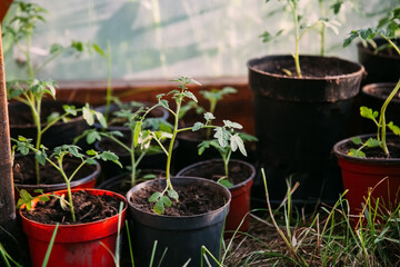 Green spreads. Seedling cultivation. Natural farm. Fresh growing tomato in pots staying greenhouse daylight.