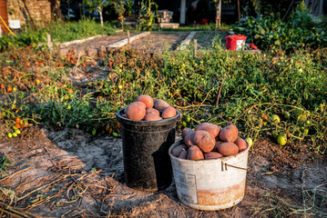 Fototapeta na wymiar Potato crop on organic garden