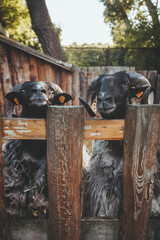 Cattle stable. Curious sheep. Natural zoo. Funny pedigreed rams with black snouts and gray wool looking up wooden fence.