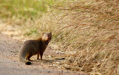 Slender Mongoose, Pilanesberg National Park, South Africa