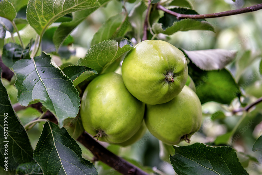 Wall mural three green apples on a branch ready to be harvested