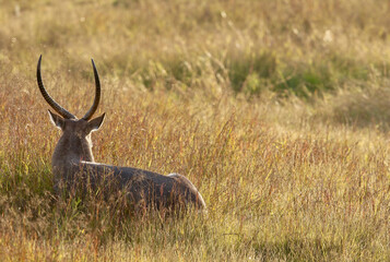 Naklejka na ściany i meble Waterbuck Bull, Pilanesberg National Park, South Africa