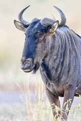 Blue Wildebeest Bull, Pilanesberg National Park, South Africa
