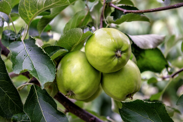 Three green apples on a branch ready to be harvested