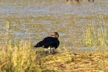 Spur-winged Goose, Pilanesberg National Park, South Africa