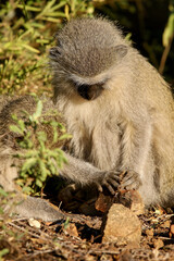 Vervet Monkey, Pilanesberg National Park, South AFrica