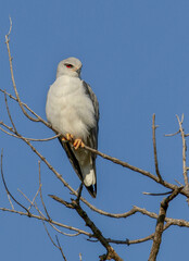 Black-Winged or Black-Shouldered Kite, Pilanesberg, South Africa