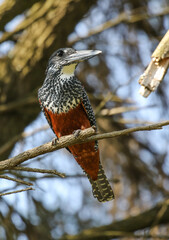 Giant Kingfisher, Pilanesberg National Park, South Arica