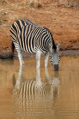 Fototapeta na wymiar Plains Zebra drinking at the waterhole, Pilanesberg National Park, South Africa