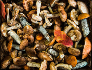 Wild edible mushrooms on the faded coniferous needles. Shot from above. Background and texture.