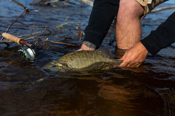 Huge smallmouth bass being released by a fisheman