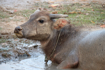 Obraz premium water buffalo in laos 