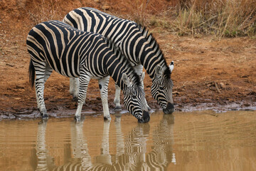 Plains Zebra drinking water at a waterhole in Pilanesberg National Park, South Africa