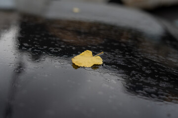 Yellow leaf on wet car roof